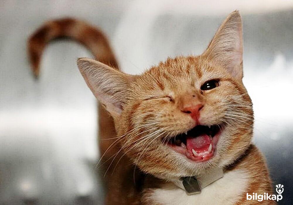 Kedilerde Diş Sorunu Neden Olur, Kedilerde Diş Problemleri  Evcil Hayvanlar Kedi Bakımı